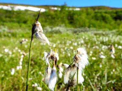 (Poales: Cyperaceae) Eriophorum angustifolium, Ängsull / Cottongrass