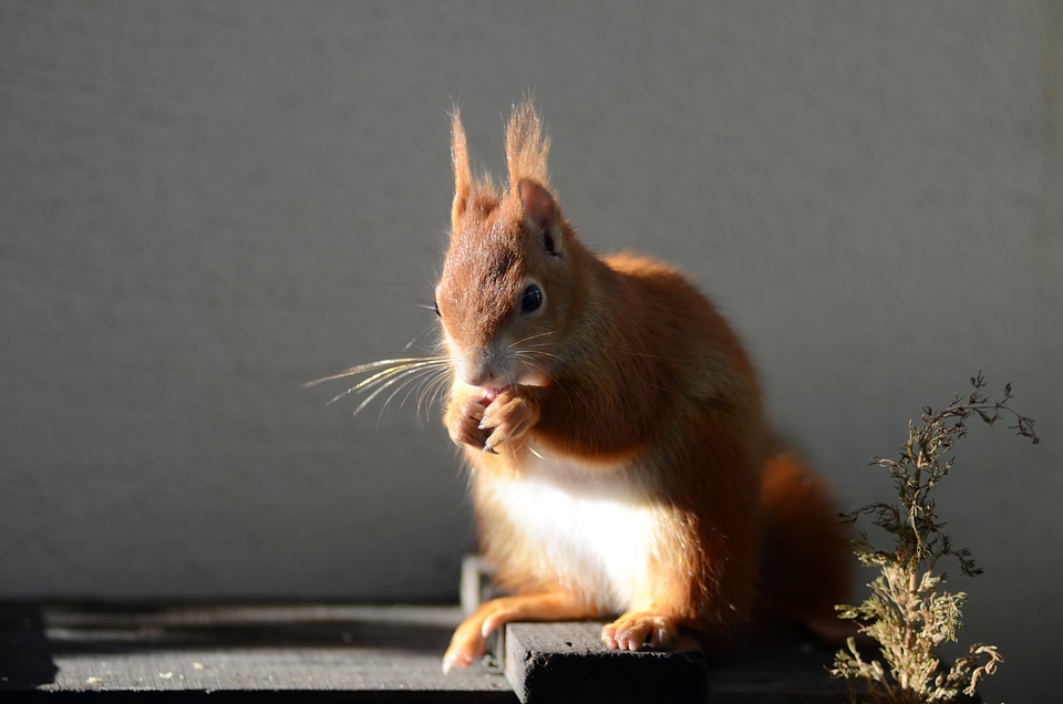 Furry animal world light