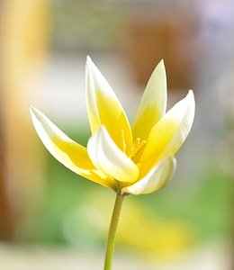 Blossom bloom yellow-white photo
