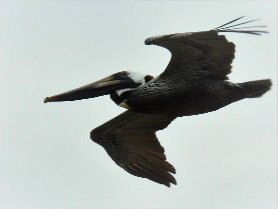 (Pelecaniformes: Pelecanidae) Pelecanus occidentalis, Brun pelikan / Brown pelican