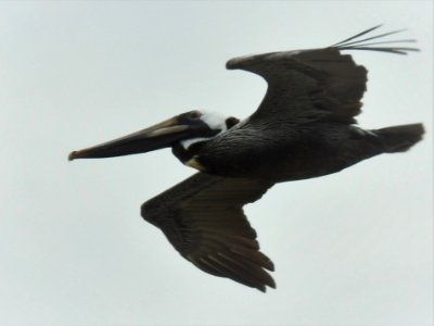 (Pelecaniformes: Pelecanidae) Pelecanus occidentalis, Brun pelikan / Brown pelican photo