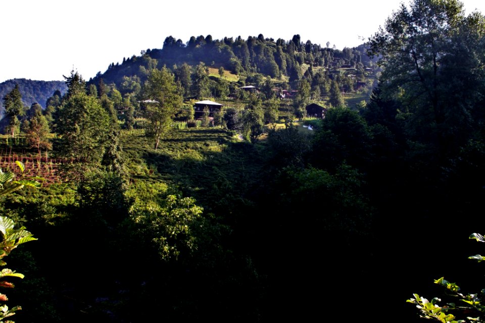 Başköy Senoz Çayeli