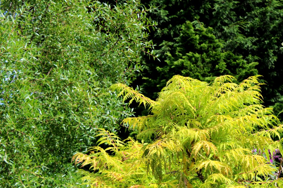 Golden Acre Park - Leeds