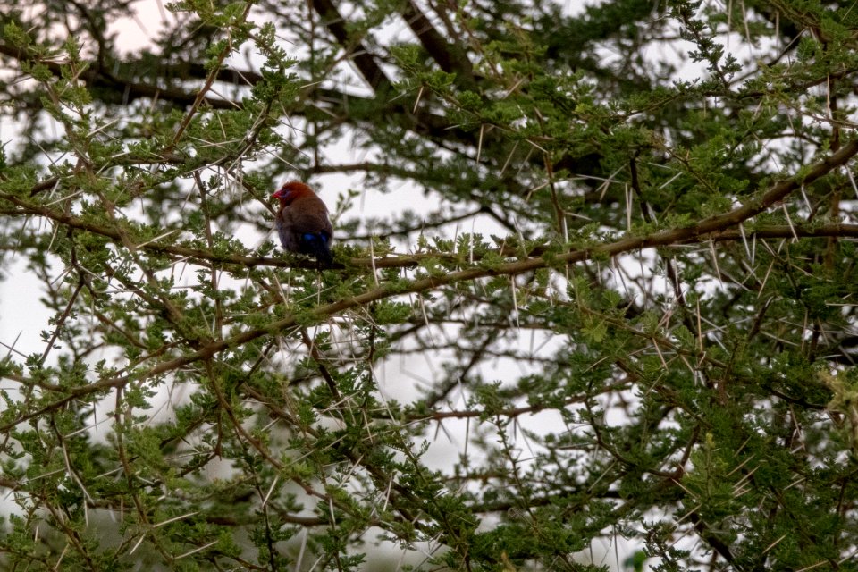 (Passeriformes: Estrildidae) Granatina ianthinogaster ♂, Violastrild / Purple grenadier