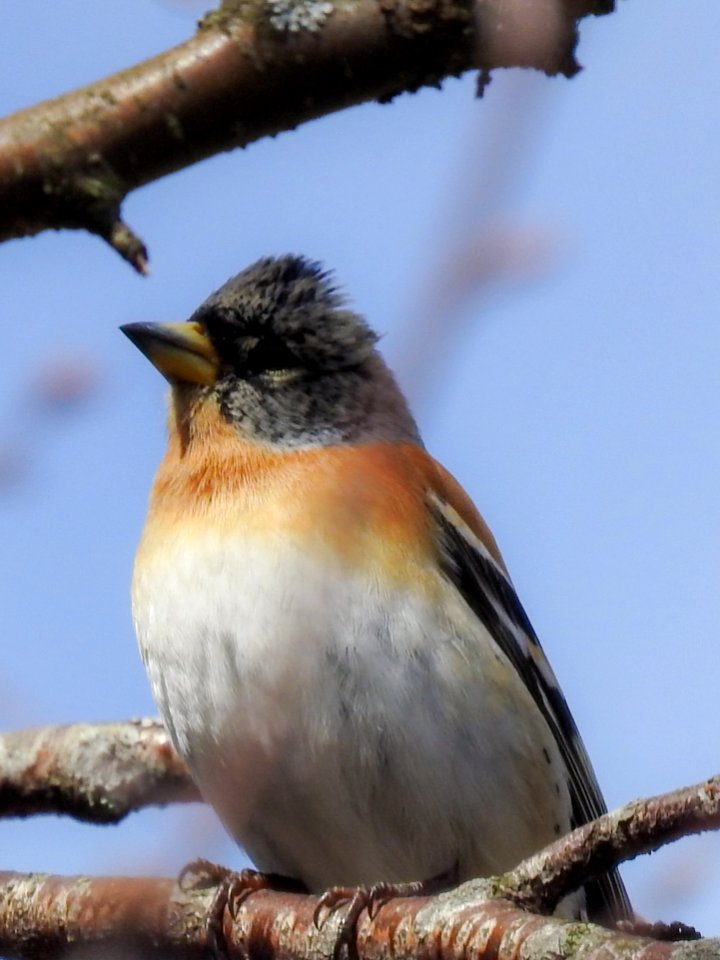 (Passeriformes: Fringillidae) Fringilla montifringilla, Bergfink / Brambling
