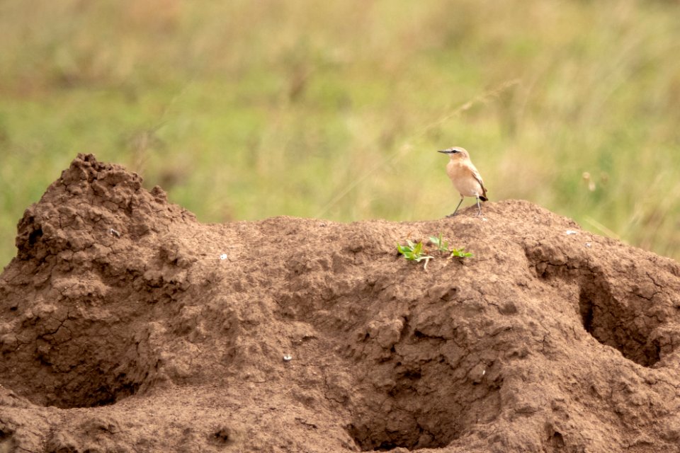 (Passeriformes: Muscicapidae) Oenanthe isabellina, Isabellastenskvätta / Isabelline wheatear