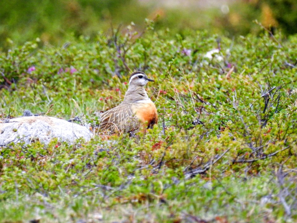 (Charadriiformes: Charadriidae) Charadrius morinellus ♂, Fjällpipare / Dotterel