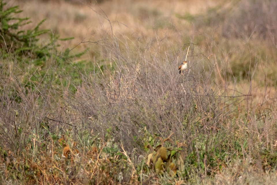 (Passeriformes: Cisticolidae) Cisticola marginatus, Mörkryggig cistikola / Winding cisticola