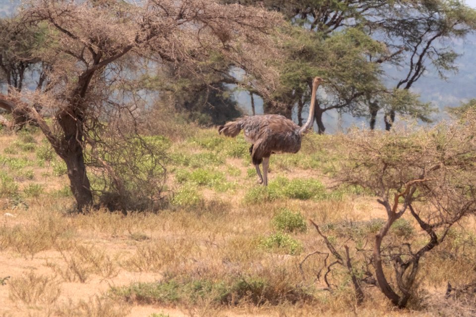 (Struthioniformes: Struthionidae) Struthio camelus ♀, Struts / Ostrich
