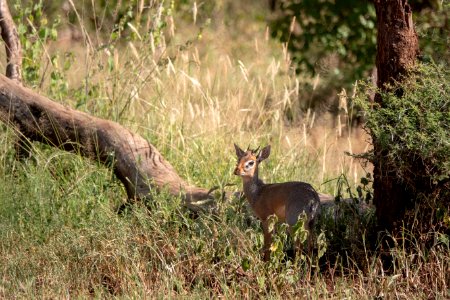 (Artiodactyla: Bovidae) Madoqua kirkii, Kirks dik-dik / Kirk's dik-dik