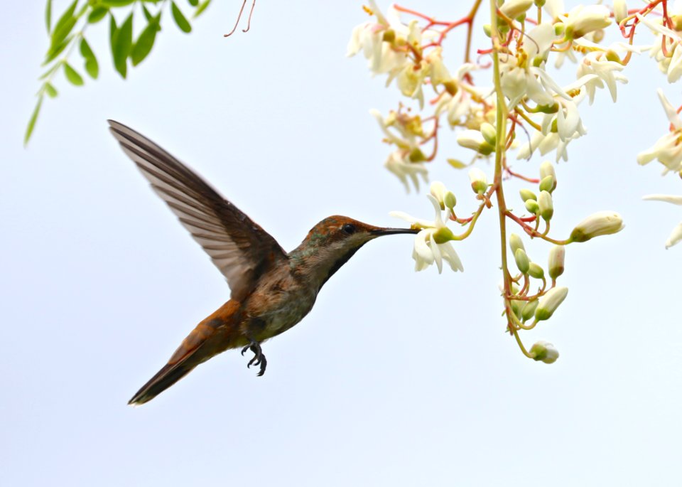 Green-throated Mango, Icacos, Trinidad