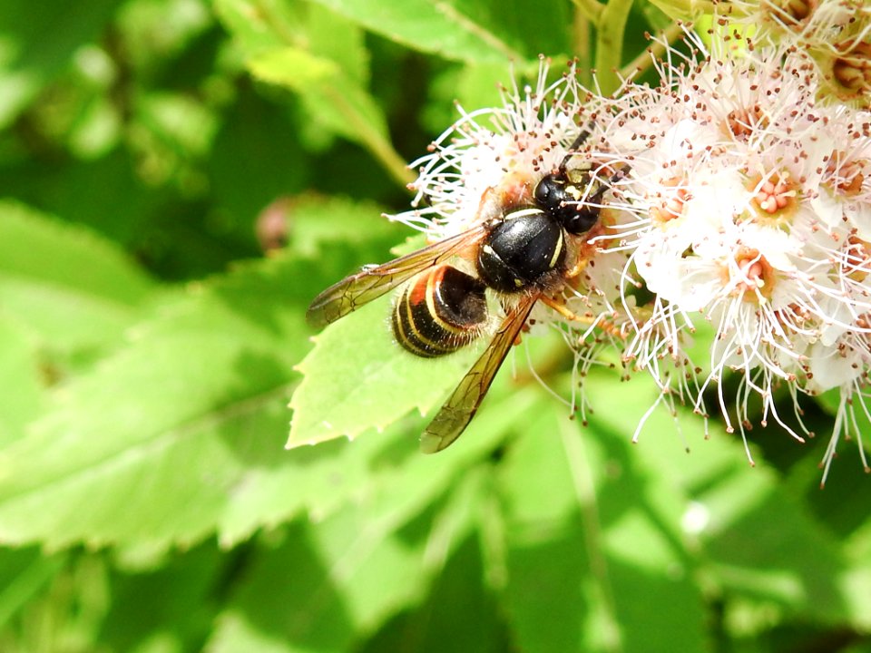 (Hymenoptera: Vespidae) Dolichovespula norwegica, Nordgeting / Norwegian wasp