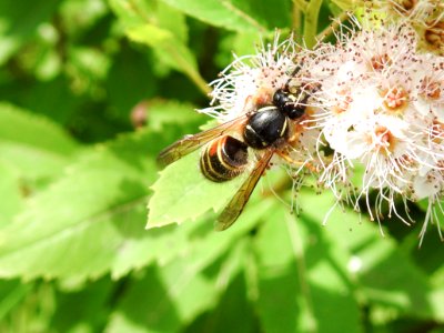 (Hymenoptera: Vespidae) Dolichovespula norwegica, Nordgeting / Norwegian wasp