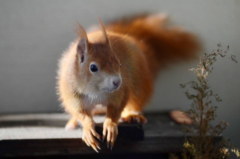 Nature furry frontal