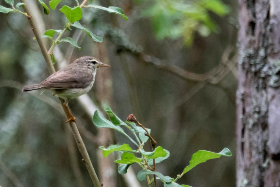 (Passeriformes: Phylloscopidae) Phylloscopus trochilus, Lövsångare / Willow warbler