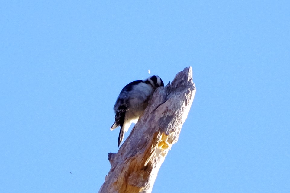 woodpecker at work