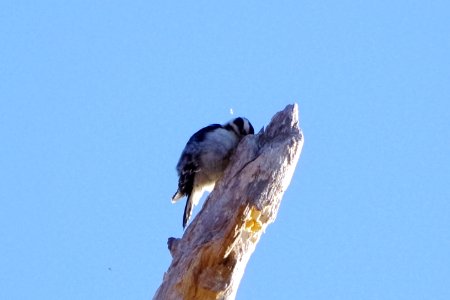 woodpecker at work
