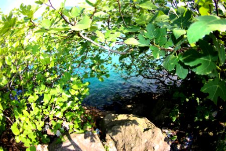 Çayeli Rize
