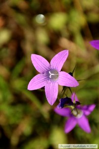 Flori sălbatice/ Des fleurs sauvages