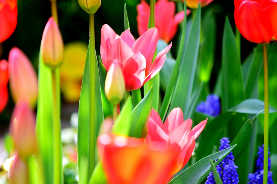 Garden impression in Spring