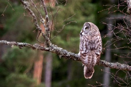 (Strigiformes: Strigidae) Strix nebulosa, Lappuggla / Great grey owl