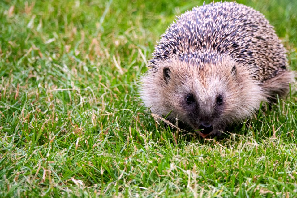(Eulipotyphla: Erinaceidae) Erinaceus europaeus, Igelkott / Hedgehog