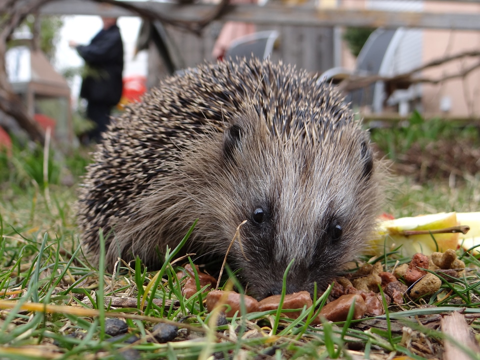 Spur foraging animal world