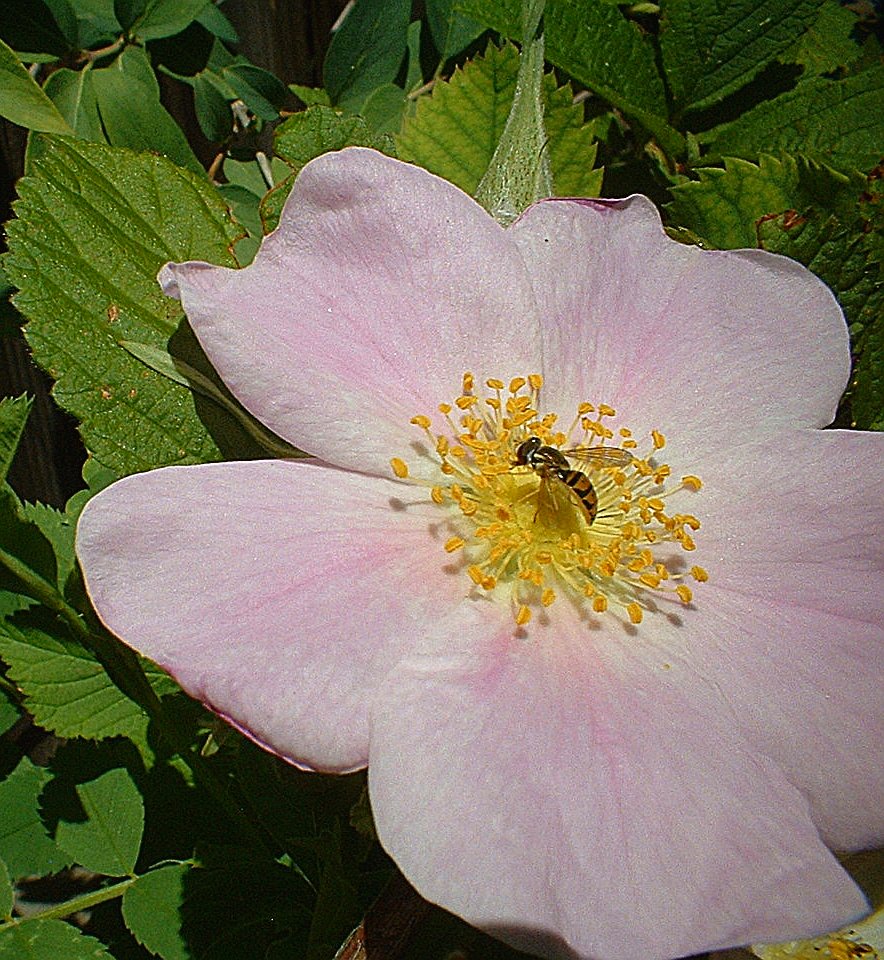 Flower Fly Toxomerus genus