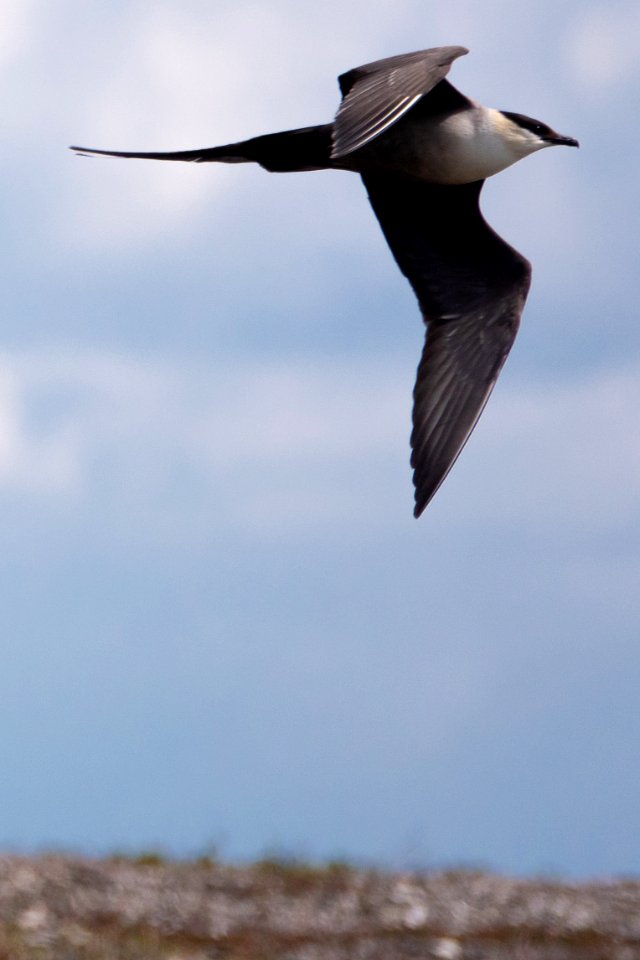(Charadriiformes: Stercorariidae) Stercorarius longicaudus, Fjällabb / Long-tailed skua