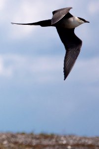 (Charadriiformes: Stercorariidae) Stercorarius longicaudus, Fjällabb / Long-tailed skua photo