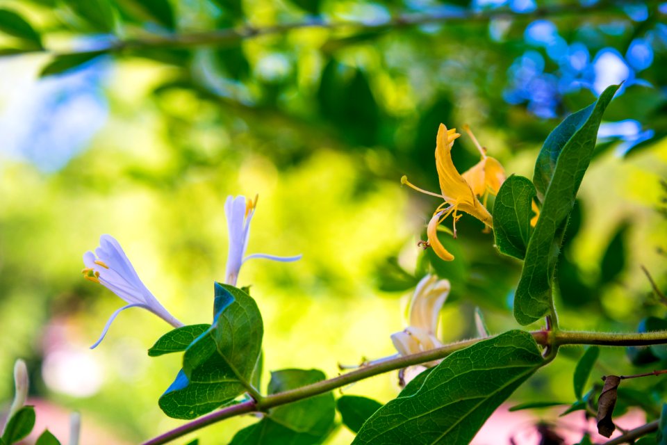HoneySuckle
