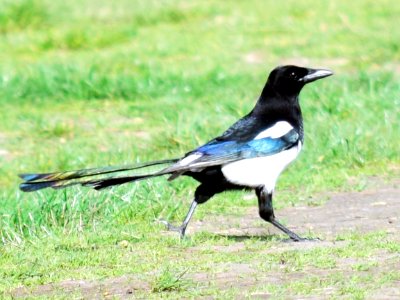Magpie in spring photo