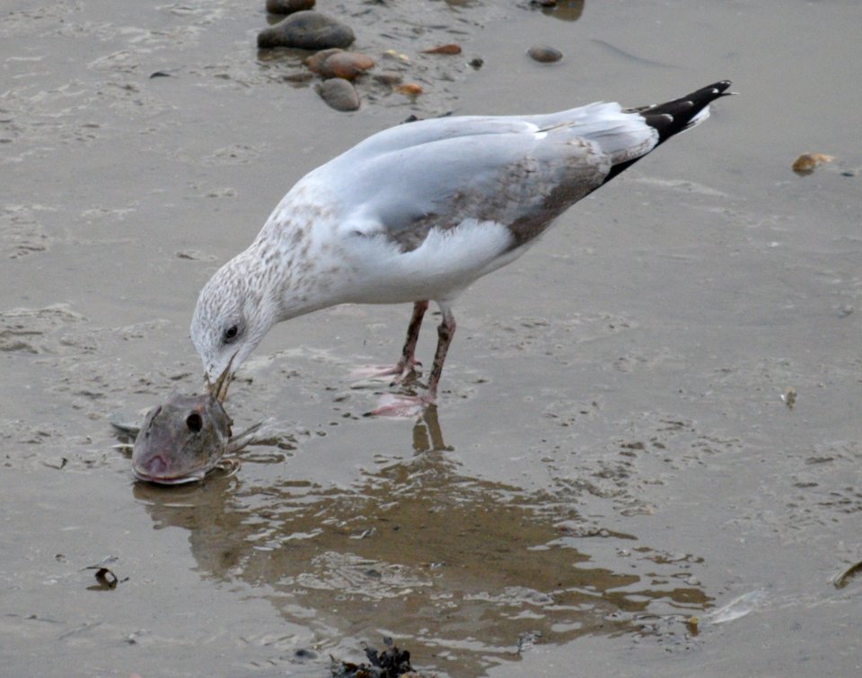 Seagull's feast in the port at low tide