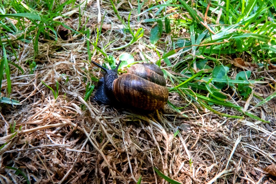 (Stylommatophora: Helicidae) Arianta arbustorum, Fläcklundsnäcka / Copse snail