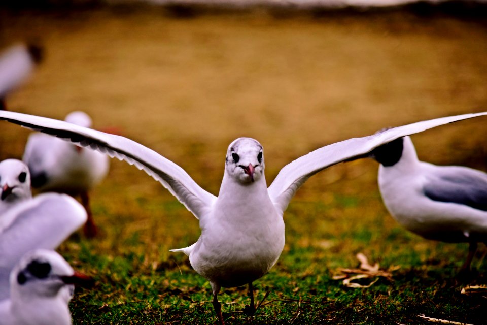 Seagull taking off