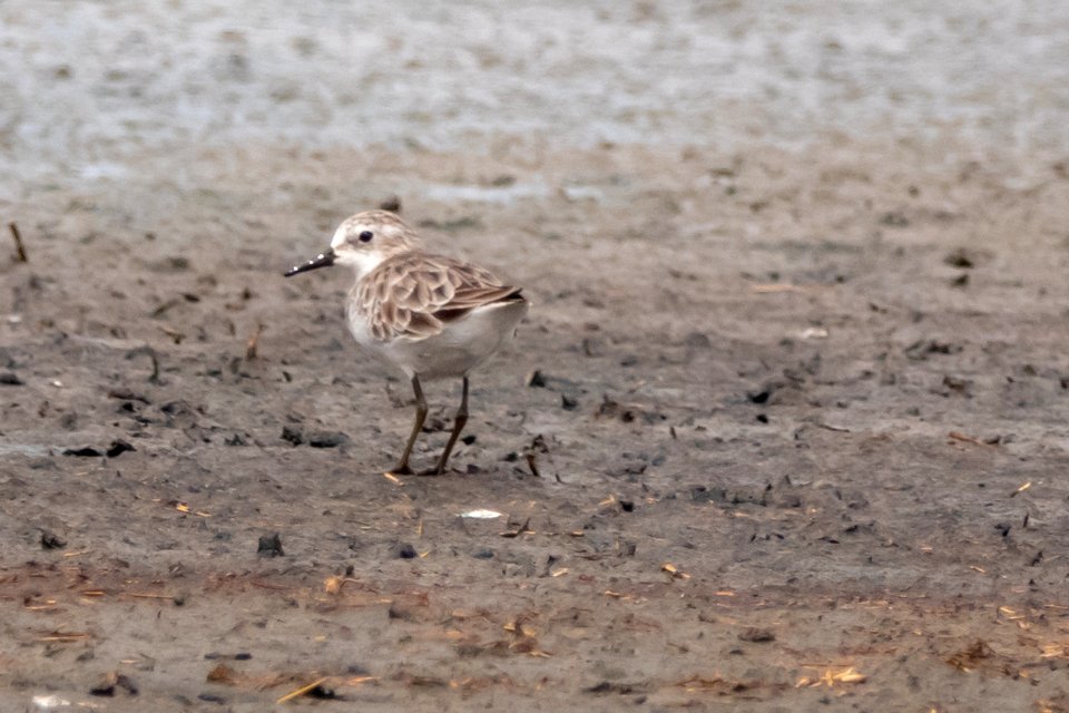 (Charadriiformes: Scolopacidae) Calidris alba, Sandlöpare / Sanderling