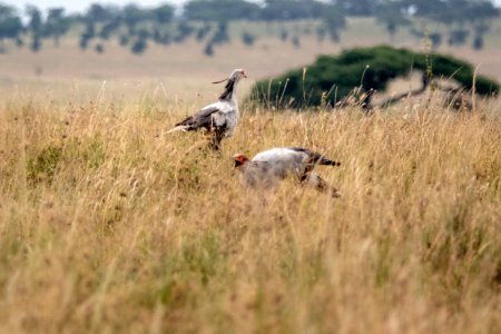 (Accipitriformes: Sagittariidae) Sagittarius serpentarius, Sekreterarfågel / Secretarybird