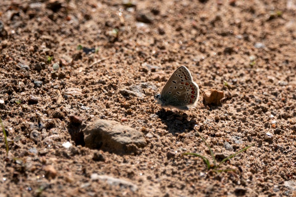 (Lepidoptera: Lycaenidae) Polyommatus icarus, Puktörneblåvinge / Common blue