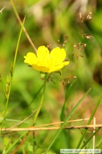 Flori sălbatice/ Des fleurs sauvages