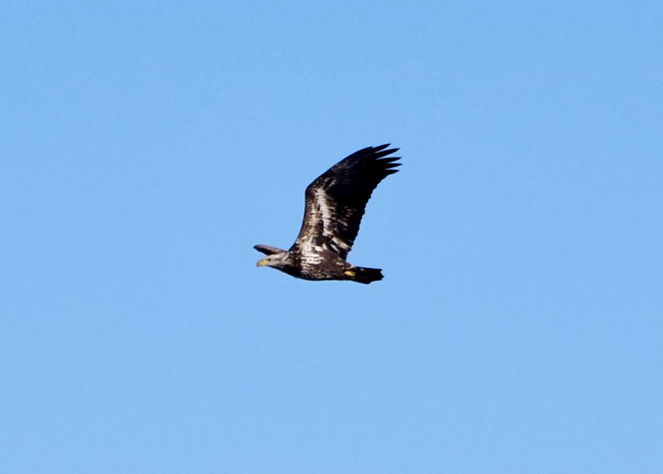 Young Bald Eagle 1