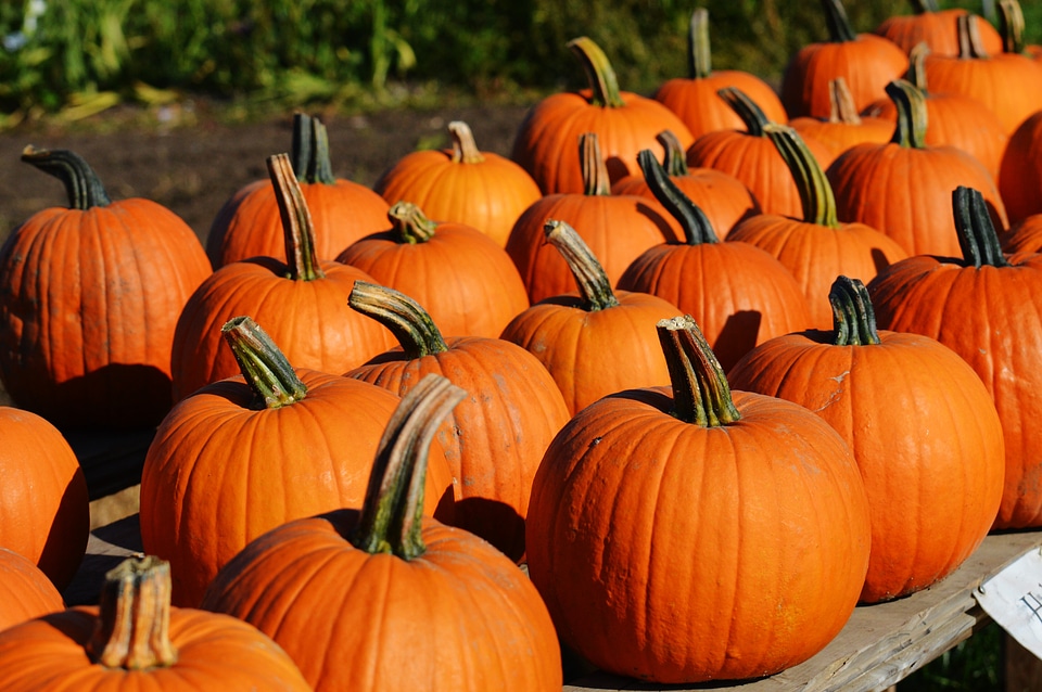 Halloween orange gourd photo