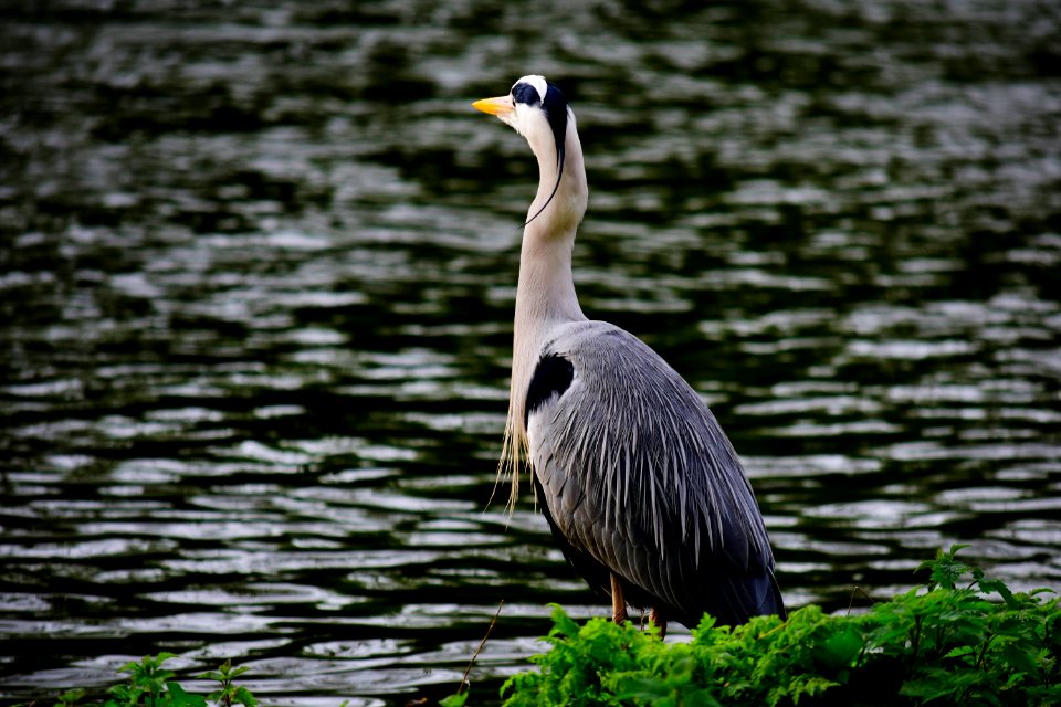 Gray Heron, St James's Park, London