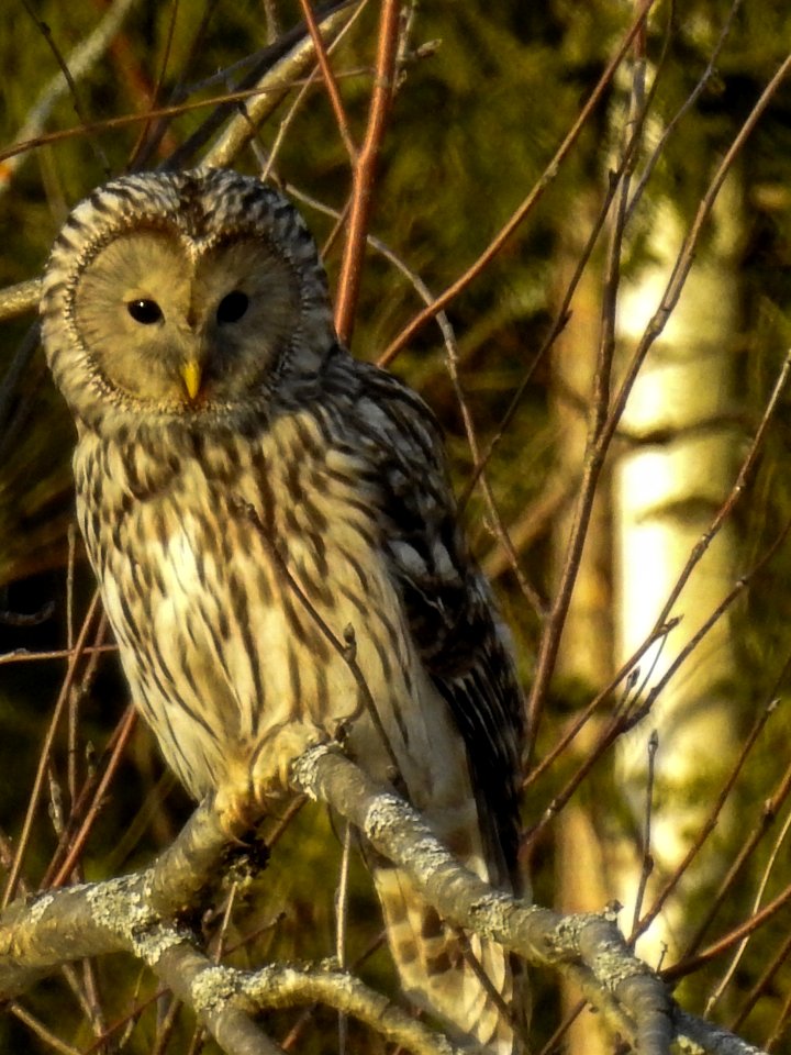 (Strigiformes: Strigidae) Strix uralensis, Slaguggla / Ural owl