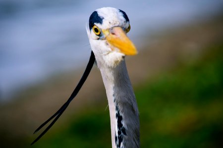 Gray Heron's Head photo
