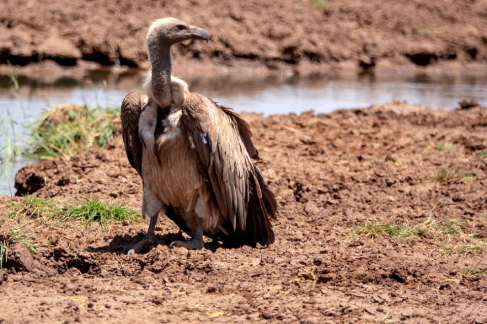 (Accipitriformes: Accipitridae) Gyps africanus, Vitryggig gam / White-backed vulture