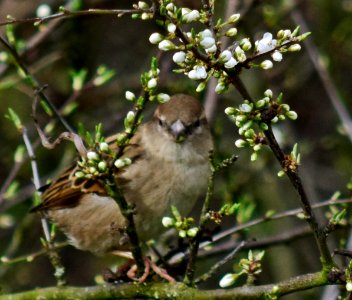 House Sparrow photo