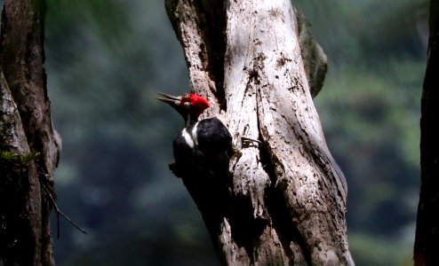 Crimson-crested Woodpecker