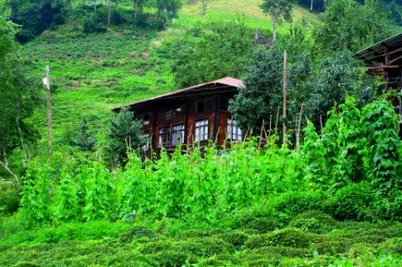Başköy-Senoz-Çayeli-Rize