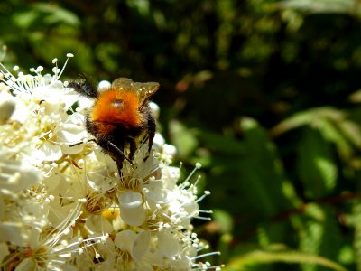 (Hymenoptera: Apidae) Bombus hypnorum, Hushumla / Tree bumblebee
