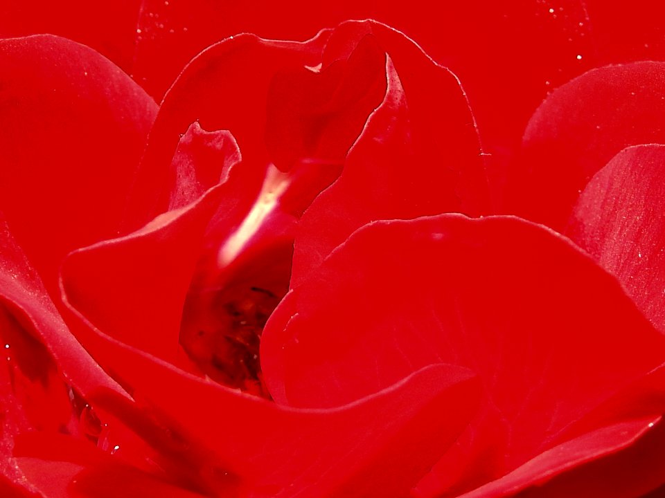 (Rosales: Rosaceae) Rosa floribunda 'Europeana', Klaseblommande rabattros